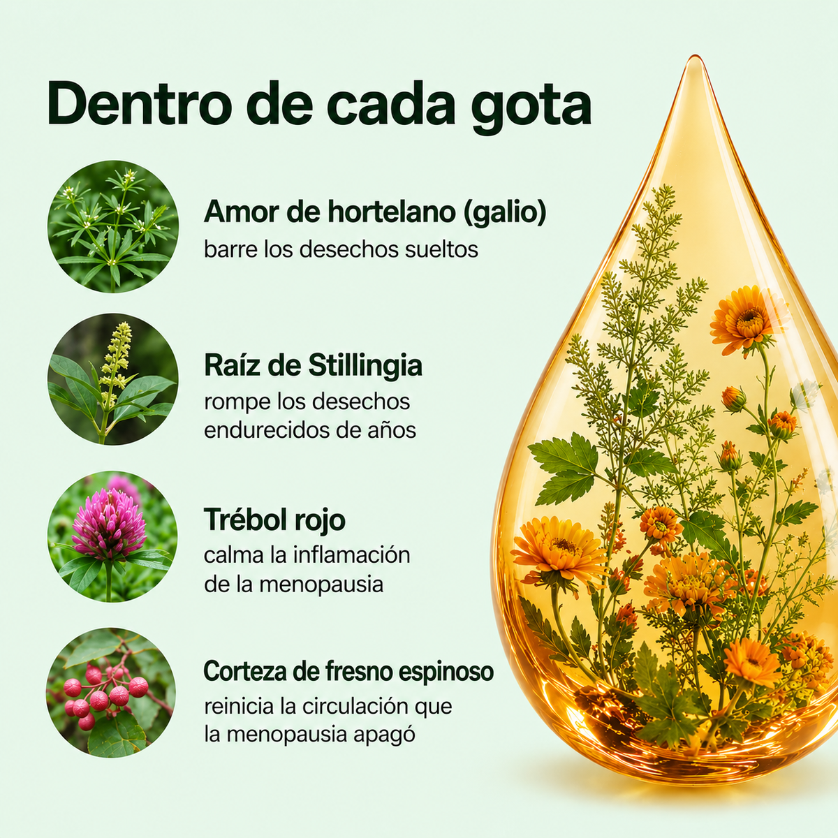 Drenaje Linfático Natural en Gotas | Menos Hinchazón | Velcem..